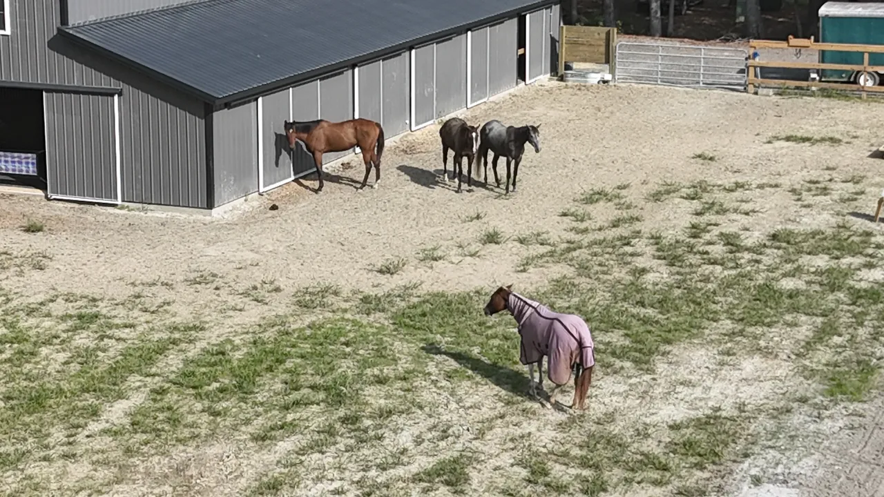 Aerial view of horses